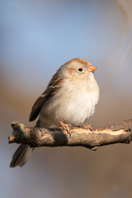 Field Sparrow
