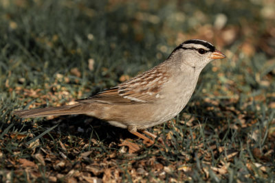 White-crowned Sparrow