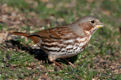 Fox Sparrow