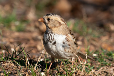 Harris's Sparrow
