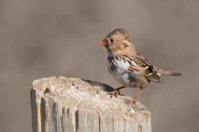 Harris's Sparrow