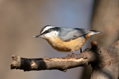 Red-breasted Nuthatch