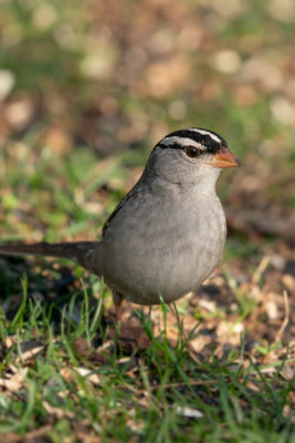 White-crowned Sparrow