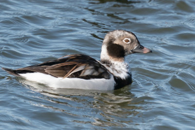 Long-tailed Duck