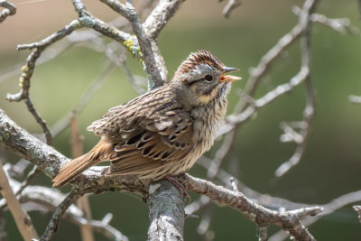 Lincoln's Sparrow