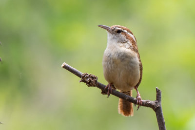 Carolina Wren