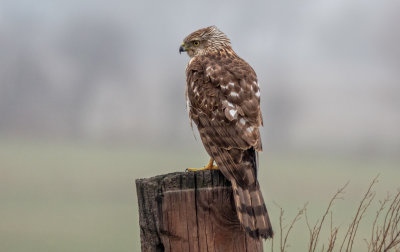 Cooper's Hawk