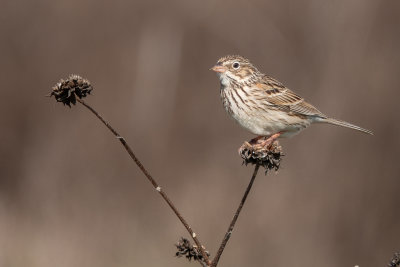 Vesper Sparrow