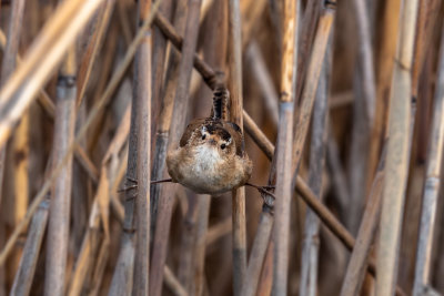 Marsh Wren