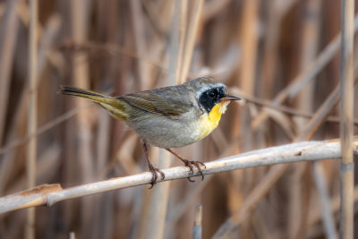 Common Yellowthroat