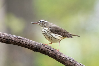 Louisiana Waterthrush