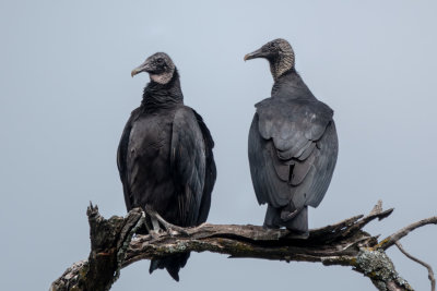 Black Vultures