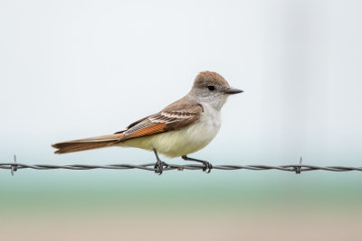Ash-throated Flycatcher