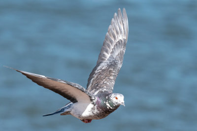 Rock Pigeon