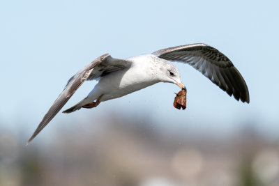 Ring-billed Gull
