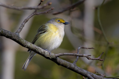 White-eyed Vireo