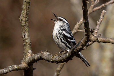 Black-and-white Warbler