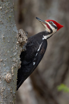 Pileated Woodpecker