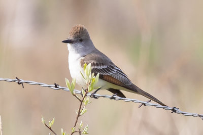 Ash-throated Flycatcher