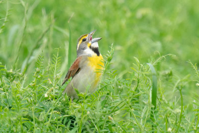 Dickcissel