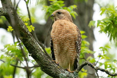 Red-shouldered Hawk