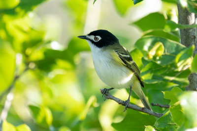 Black-capped Vireo