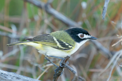 Black-capped Vireo