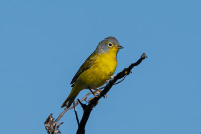 Nashville Warbler