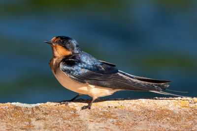 Barn Swallow