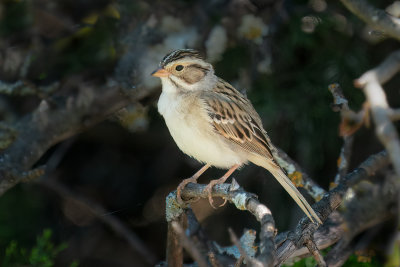 Clay-colored Sparrow