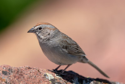 Rufous-crowned Sparrow