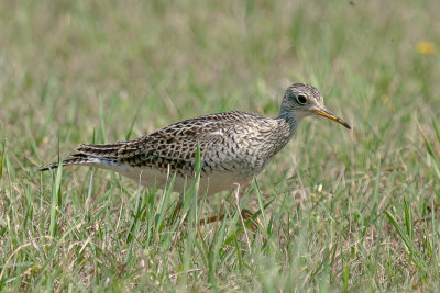 Upland Sandpiper