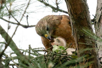 Red-shouldered Hawk and chick