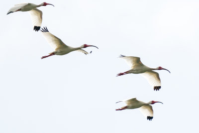 White Ibis