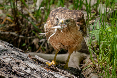 Red-shouldered Hawk