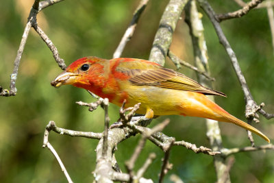 Summer Tanager