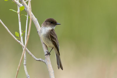 Eastern Phoebe