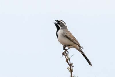 Black-throated Sparrow