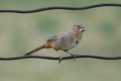 Canyon Towhee