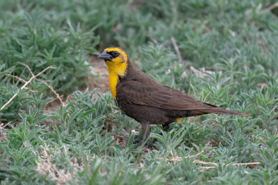 Yellow-headed Blackbird
