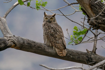 Great-Horned Owl