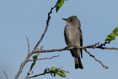 Western Wood-Pewee