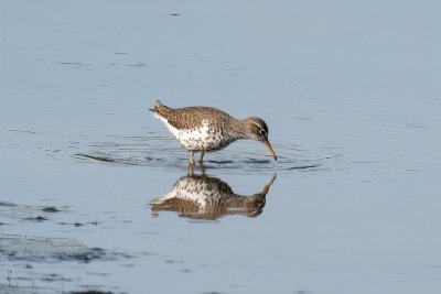 Spotted Sandpiper