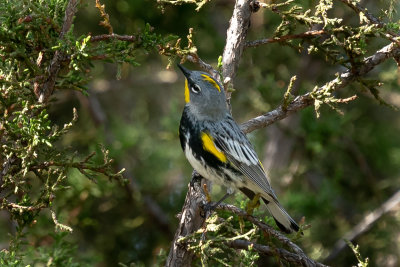 Yellow-rumped Warbler