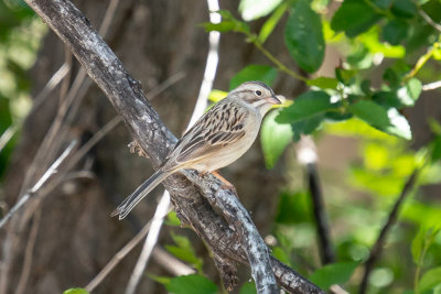 Brewer's Sparrow