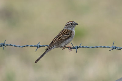 Chipping Sparrow