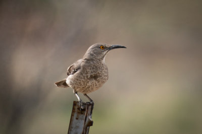 Curved-bill Thrasher