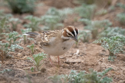 Lark Sparrow