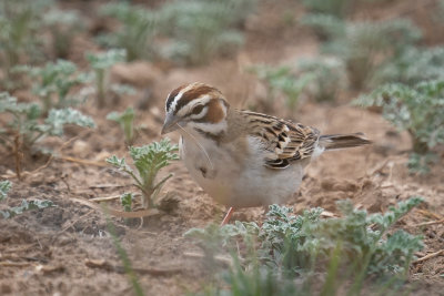 Lark Sparrow