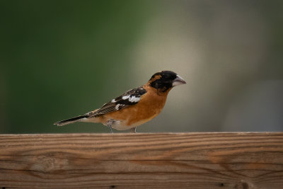 Black-headed Grosbeak